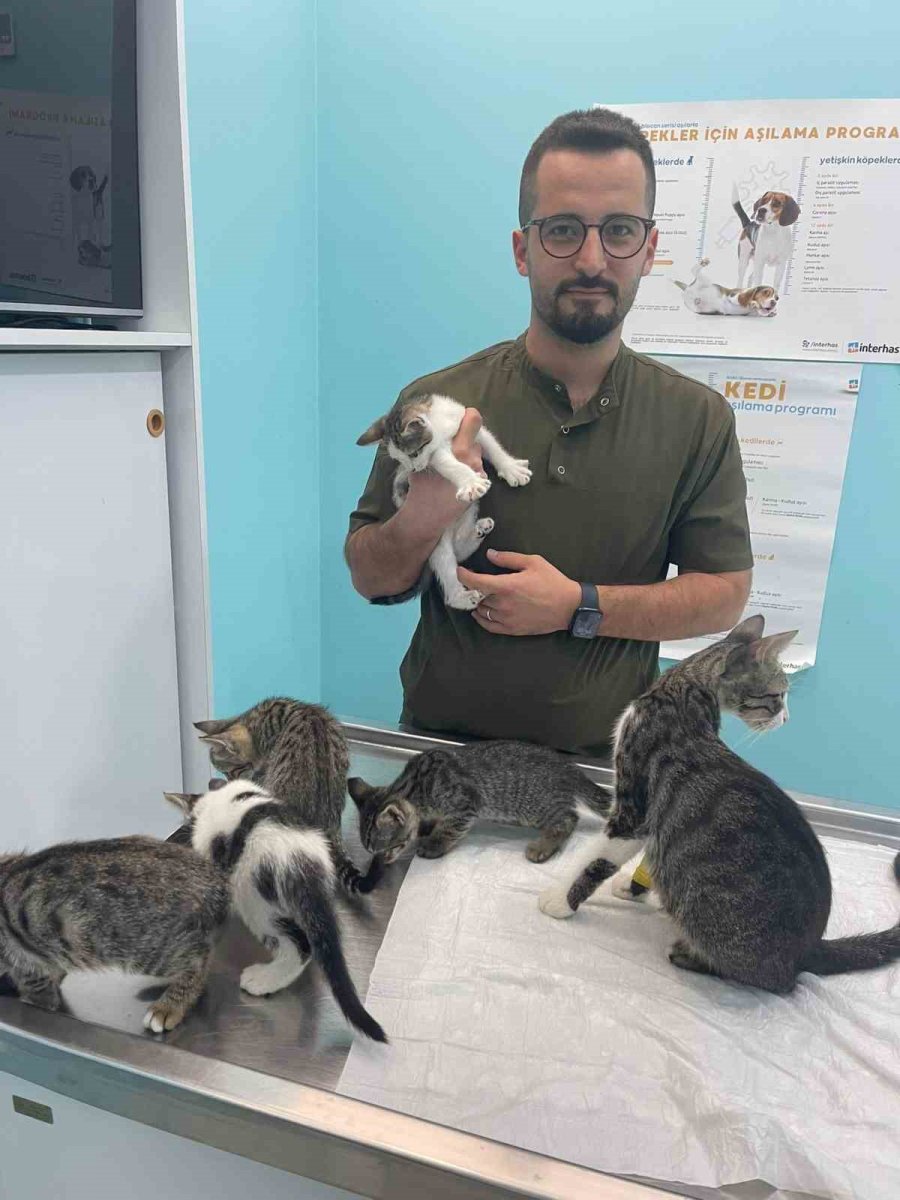 Alanya’da Hayvana Eziyet Cezasız Kalmadı