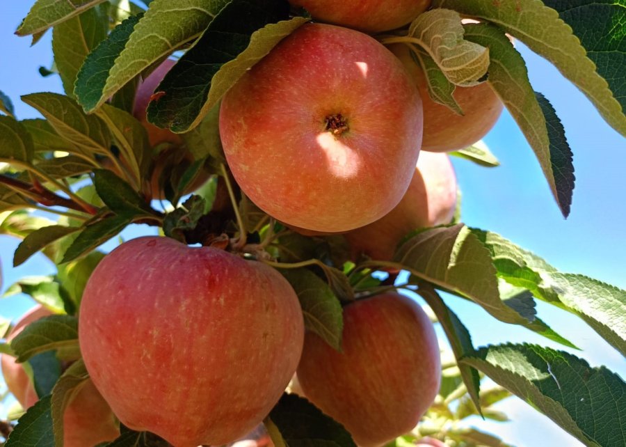 Beyşehir’de Hasat Öncesi Pestisit Denetimleri