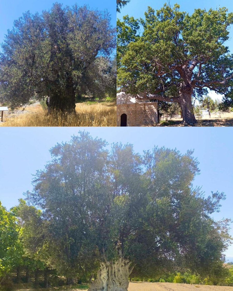 Mersin’de 53 Anıt Ağaç Bulunuyor