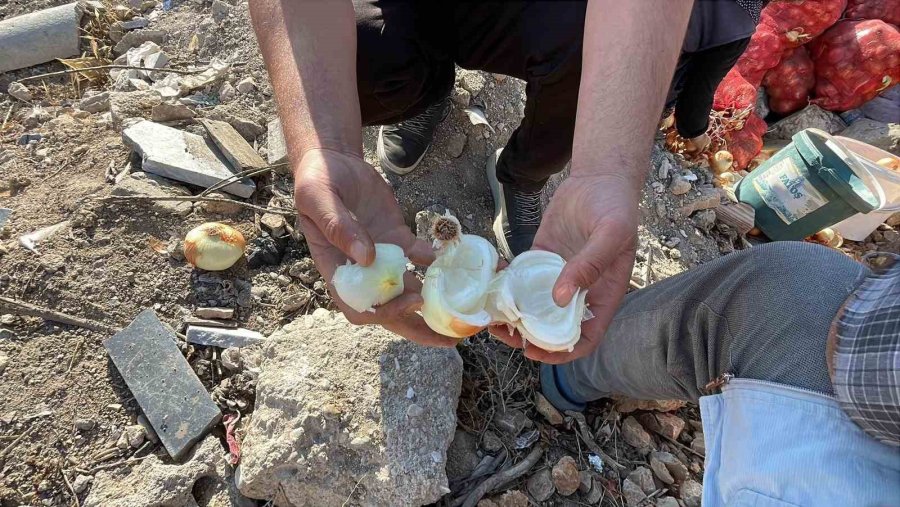 Boş Araziye Dökülen Tonlarca Soğanı Vatandaşlar Evlerine Götürdü