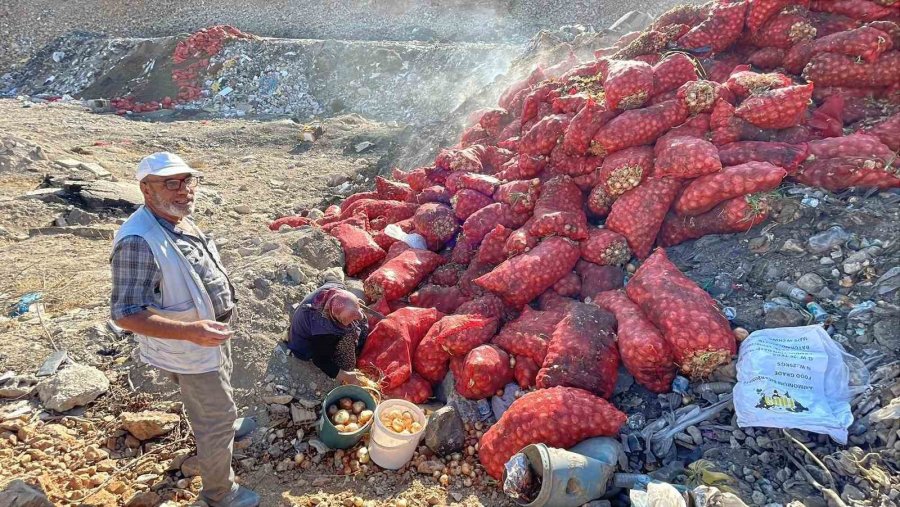 Boş Araziye Dökülen Tonlarca Soğanı Vatandaşlar Evlerine Götürdü