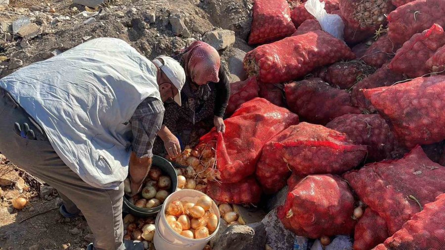 Boş Araziye Dökülen Tonlarca Soğanı Vatandaşlar Evlerine Götürdü