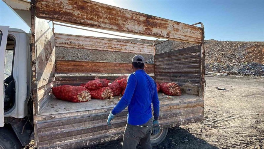 Boş Araziye Dökülen Tonlarca Soğanı Vatandaşlar Evlerine Götürdü