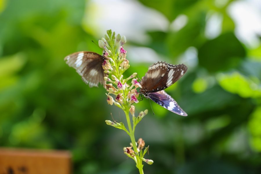 Konya Tropikal Kelebek Bahçesi Ziyaretçilerin Gözdesi Olmaya Devam Ediyor