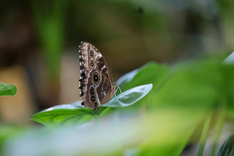 Konya Tropikal Kelebek Bahçesi Ziyaretçilerin Gözdesi Olmaya Devam Ediyor