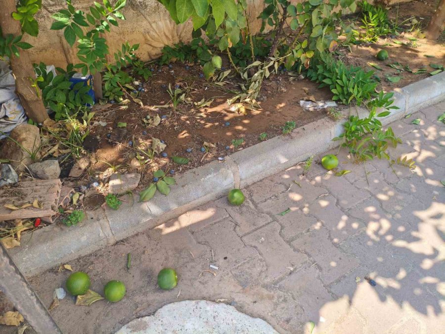 Antalya’da Portakal Koparma Kavgası