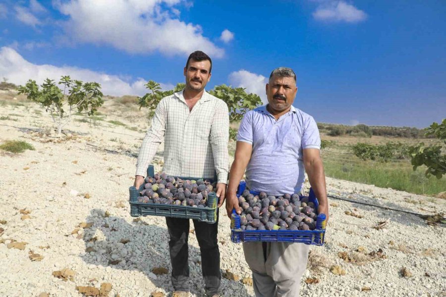 Fidanlar Toprakla Buluştu, Meyveler Kasaları Doldurdu