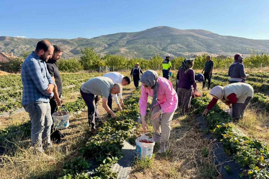 Niğde’de Çilek Hasadı Bereketi