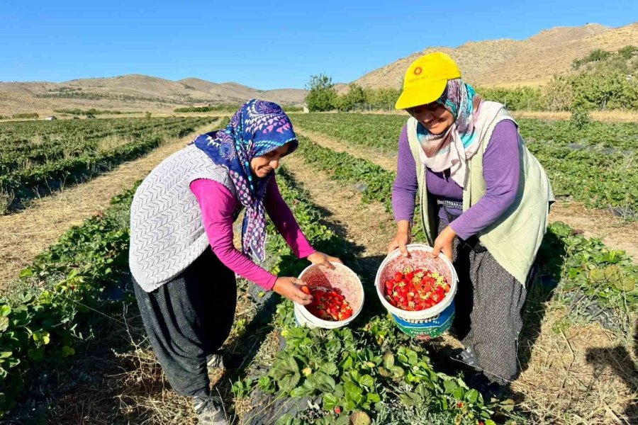 Niğde’de Çilek Hasadı Bereketi