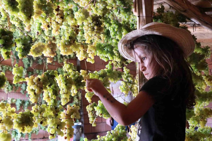 Konya’da Torosların Yeşil Altını "gök Üzüm" Hasadı Başladı