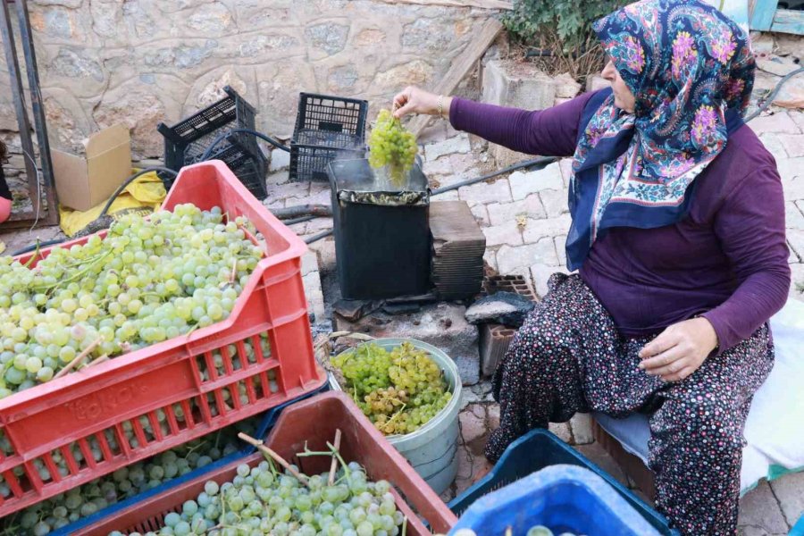 Konya’da Torosların Yeşil Altını "gök Üzüm" Hasadı Başladı