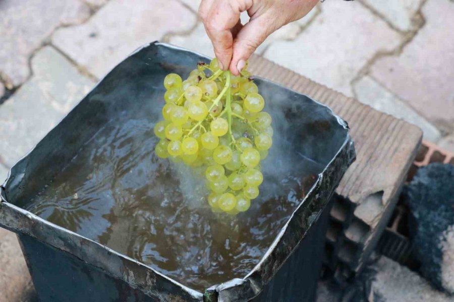 Konya’da Torosların Yeşil Altını "gök Üzüm" Hasadı Başladı