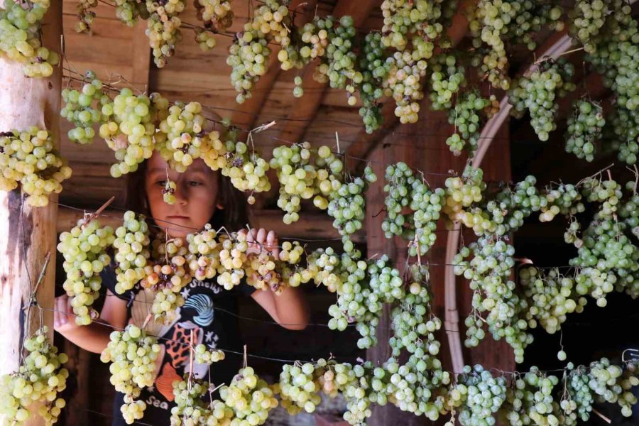 Konya’da Torosların Yeşil Altını "gök Üzüm" Hasadı Başladı