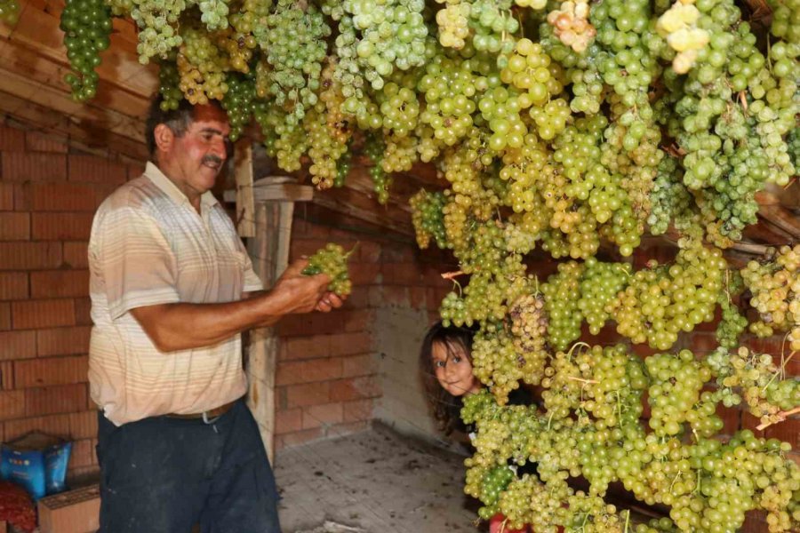 Konya’da Torosların Yeşil Altını "gök Üzüm" Hasadı Başladı