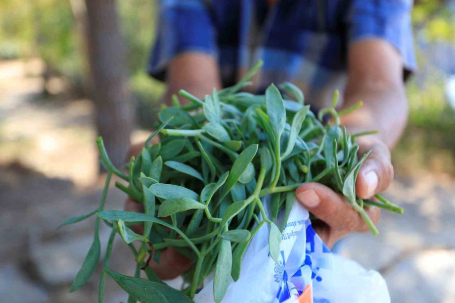 Denize Sıfır Sarp Kayalıklarda Ot Topluyor, Gören İtfaiyeyi Arıyor