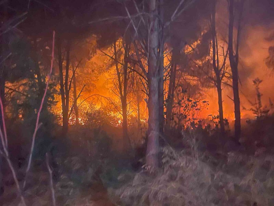 Antalya’da Ormanlık Alanda Yangın