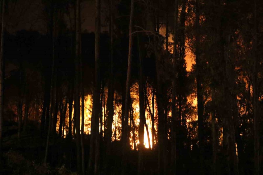 Antalya’da Ormanlık Alanda Yangın