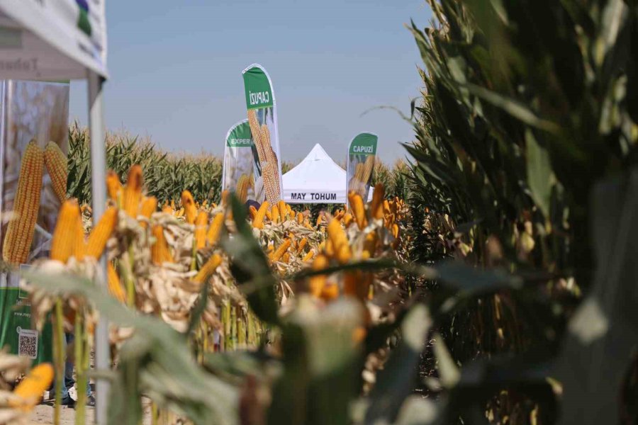 Yeni Hibrit Mısır Çeşitleri Konya’da Çiftçilere Tanıtıldı