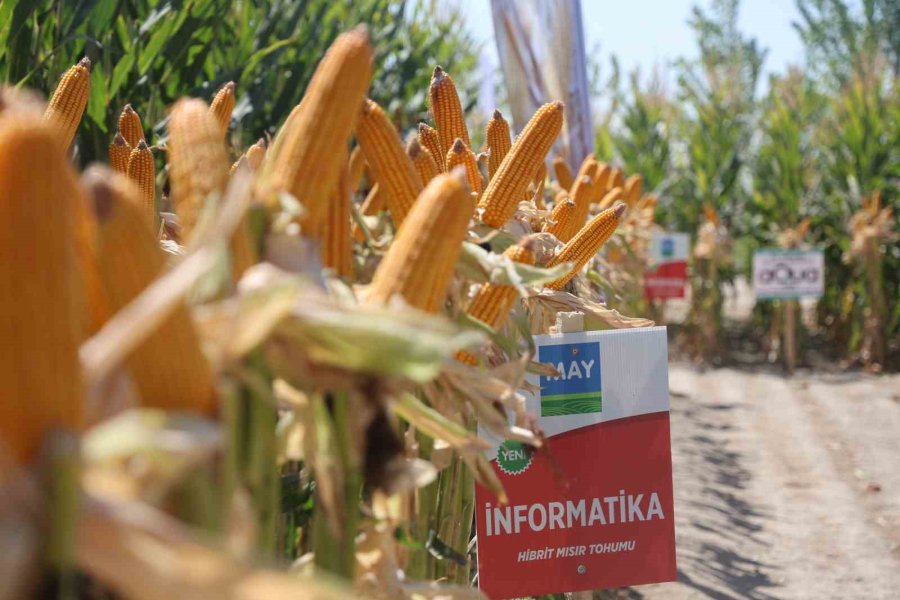 Yeni Hibrit Mısır Çeşitleri Konya’da Çiftçilere Tanıtıldı