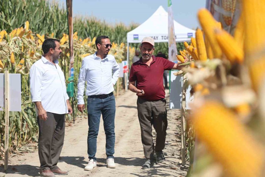 Yeni Hibrit Mısır Çeşitleri Konya’da Çiftçilere Tanıtıldı