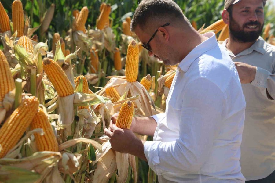Yeni Hibrit Mısır Çeşitleri Konya’da Çiftçilere Tanıtıldı