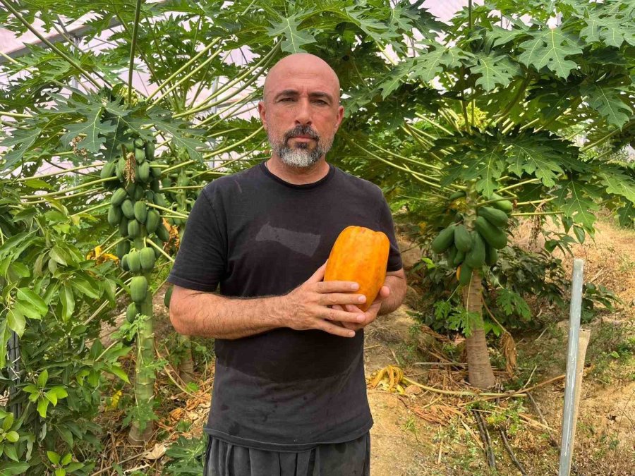 Engebeli Arazide Tropikal Meyve Başarısı: 104 Dönümlük Serada 20’den Fazla Çeşit Meyve Yetiştiriliyor