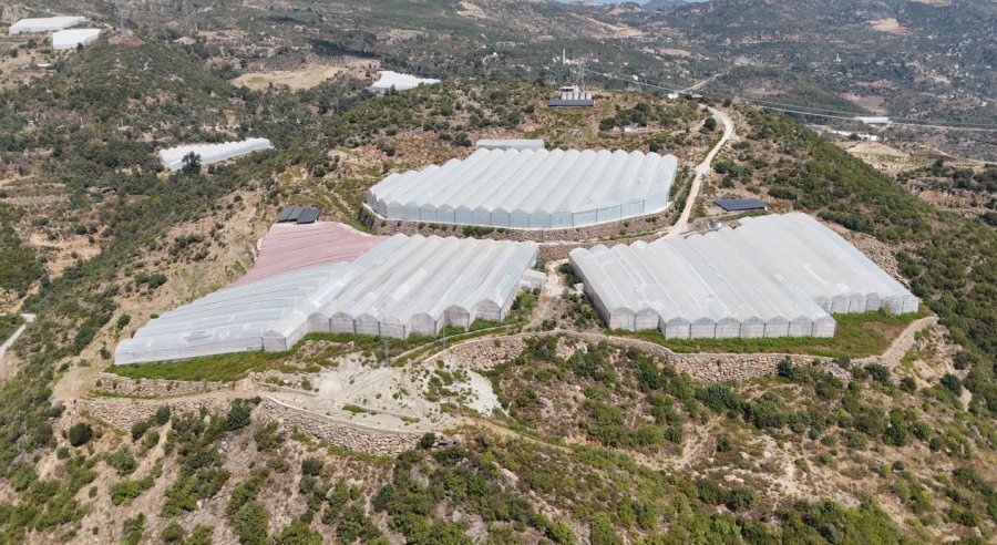 Engebeli Arazide Tropikal Meyve Başarısı: 104 Dönümlük Serada 20’den Fazla Çeşit Meyve Yetiştiriliyor