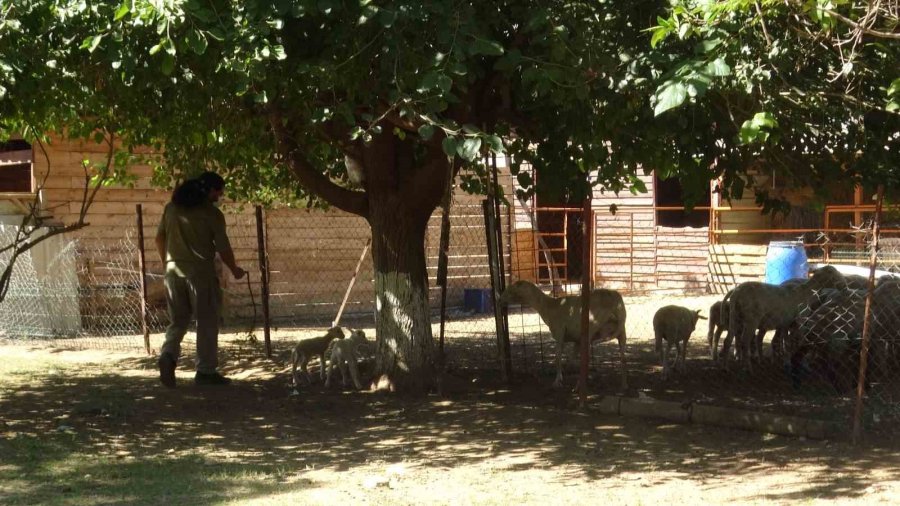 Mahalle Sakinleri Korku Ve Panik Dolu O Anları Anlattı