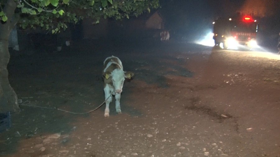 Antalya’da Korkutan Sazlık Yangını Söndürüldü