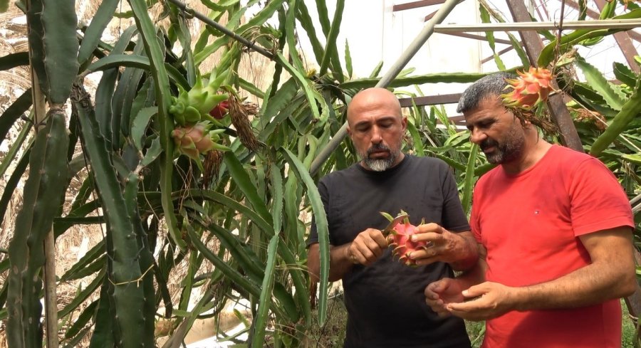 Engebeli Arazide Tropikal Meyve Başarısı: 104 Dönümlük Serada 20’den Fazla Çeşit Meyve Yetiştiriliyor