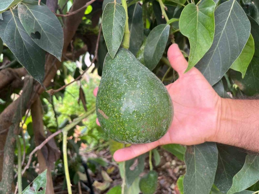 Engebeli Arazide Tropikal Meyve Başarısı: 104 Dönümlük Serada 20’den Fazla Çeşit Meyve Yetiştiriliyor