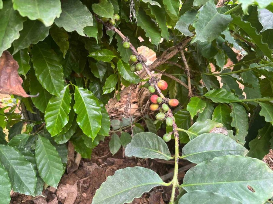 Engebeli Arazide Tropikal Meyve Başarısı: 104 Dönümlük Serada 20’den Fazla Çeşit Meyve Yetiştiriliyor