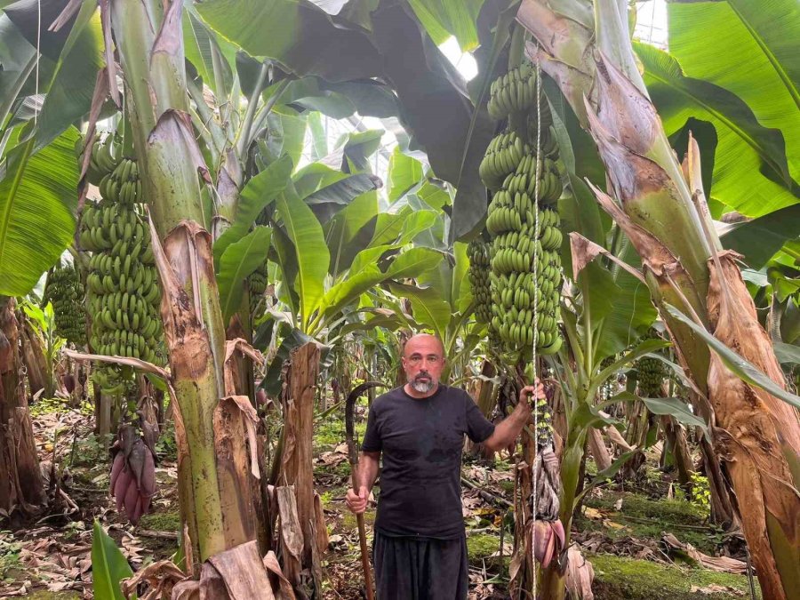 Engebeli Arazide Tropikal Meyve Başarısı: 104 Dönümlük Serada 20’den Fazla Çeşit Meyve Yetiştiriliyor