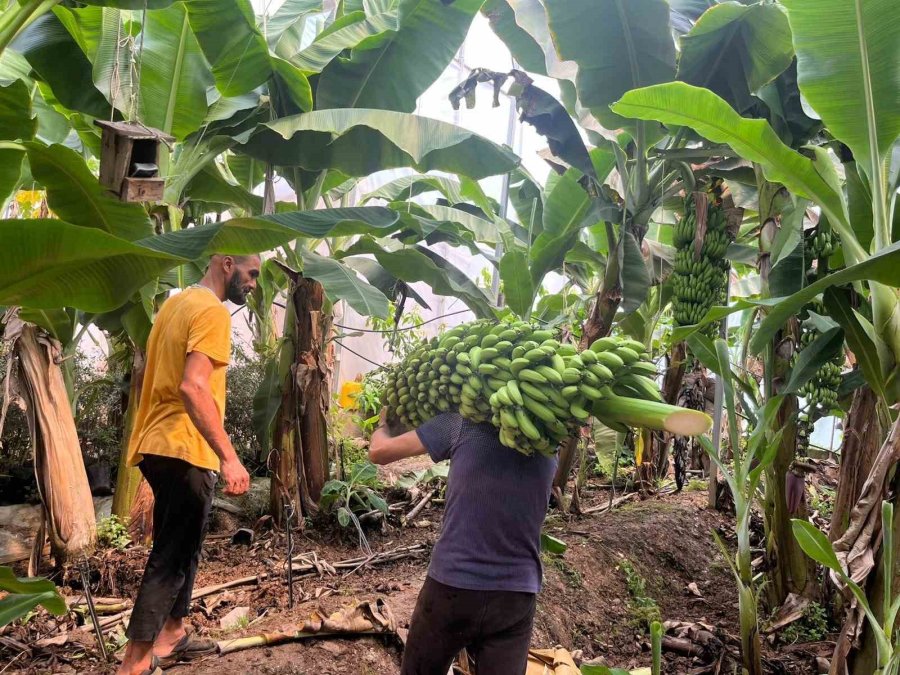 Engebeli Arazide Tropikal Meyve Başarısı: 104 Dönümlük Serada 20’den Fazla Çeşit Meyve Yetiştiriliyor