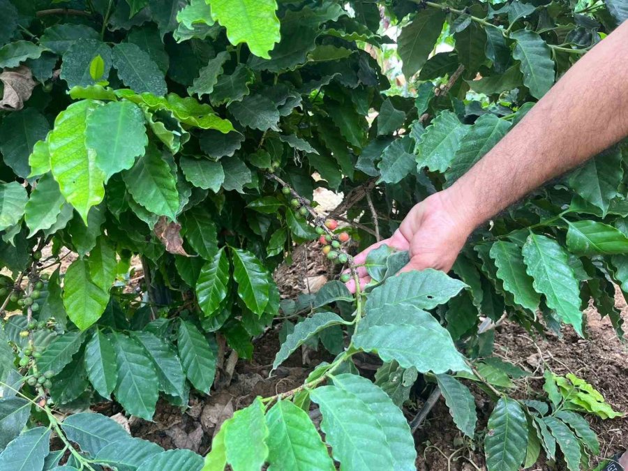 Engebeli Arazide Tropikal Meyve Başarısı: 104 Dönümlük Serada 20’den Fazla Çeşit Meyve Yetiştiriliyor