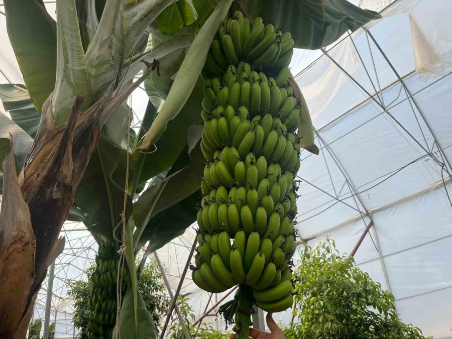 Engebeli Arazide Tropikal Meyve Başarısı: 104 Dönümlük Serada 20’den Fazla Çeşit Meyve Yetiştiriliyor