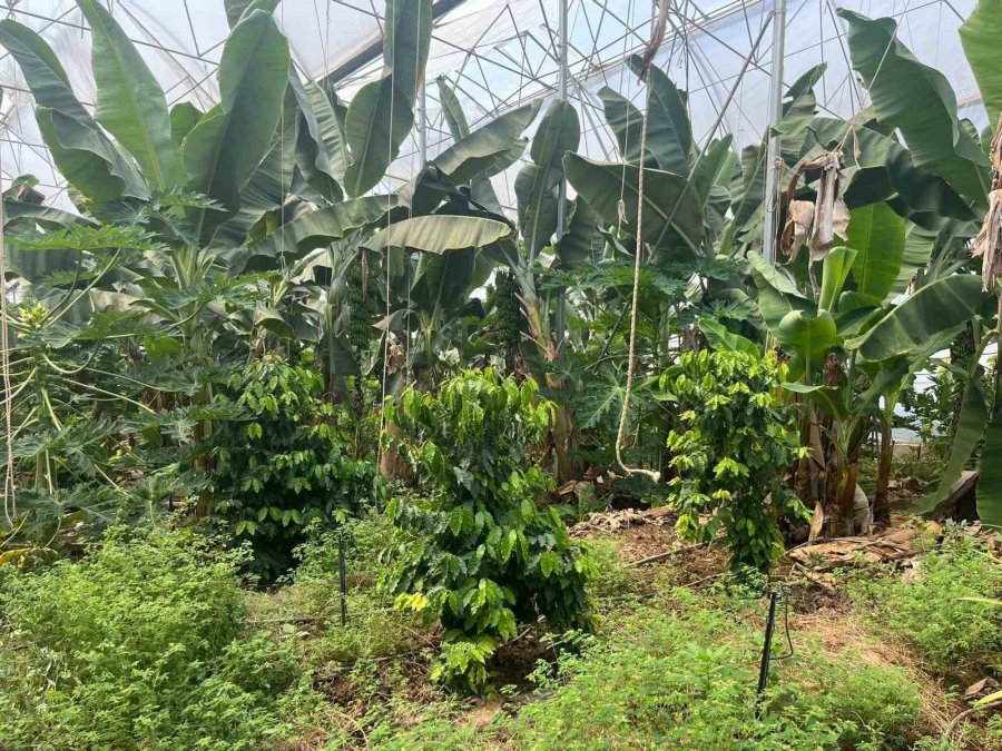 Engebeli Arazide Tropikal Meyve Başarısı: 104 Dönümlük Serada 20’den Fazla Çeşit Meyve Yetiştiriliyor