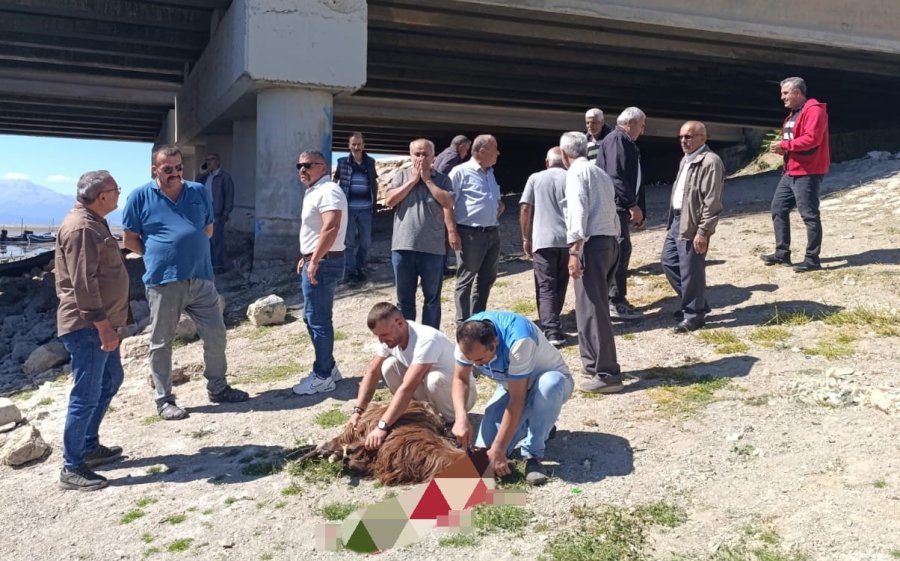 Beyşehirli Balıkçılar Göl İçin Endişeli, Göl Kenarında Toplanıp Kurban Kestiler