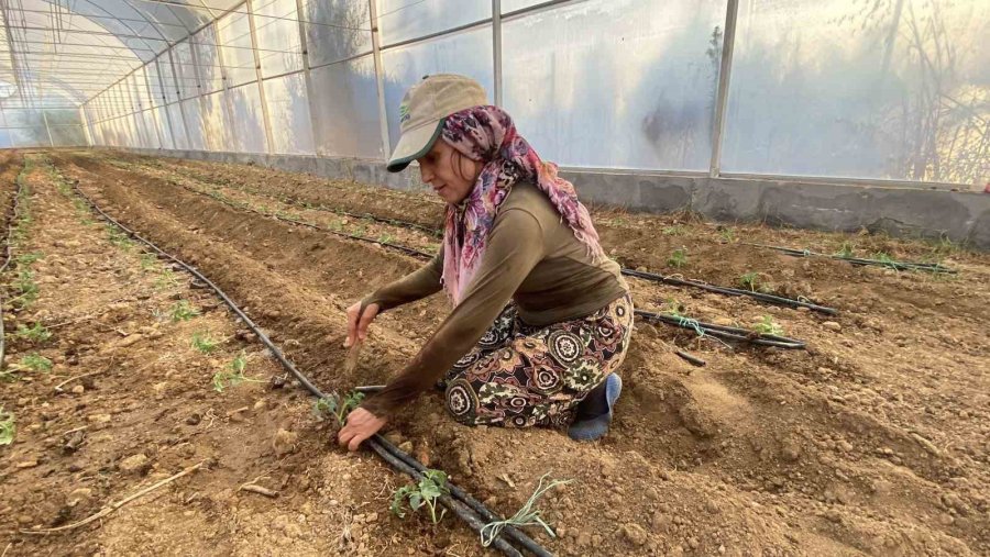 Antalya’da Güzlük Fide Dikimleri Başladı