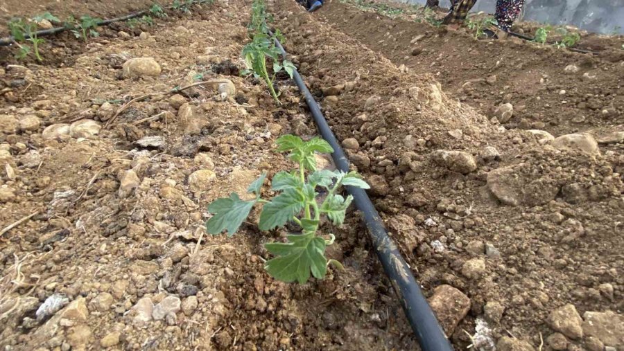 Antalya’da Güzlük Fide Dikimleri Başladı