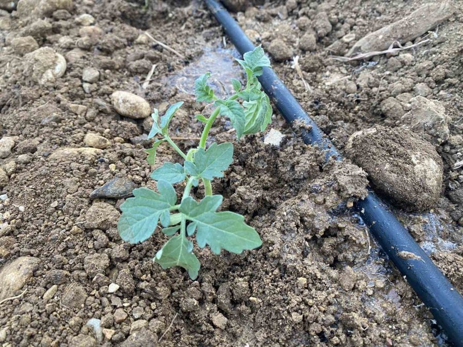 Antalya’da Güzlük Fide Dikimleri Başladı