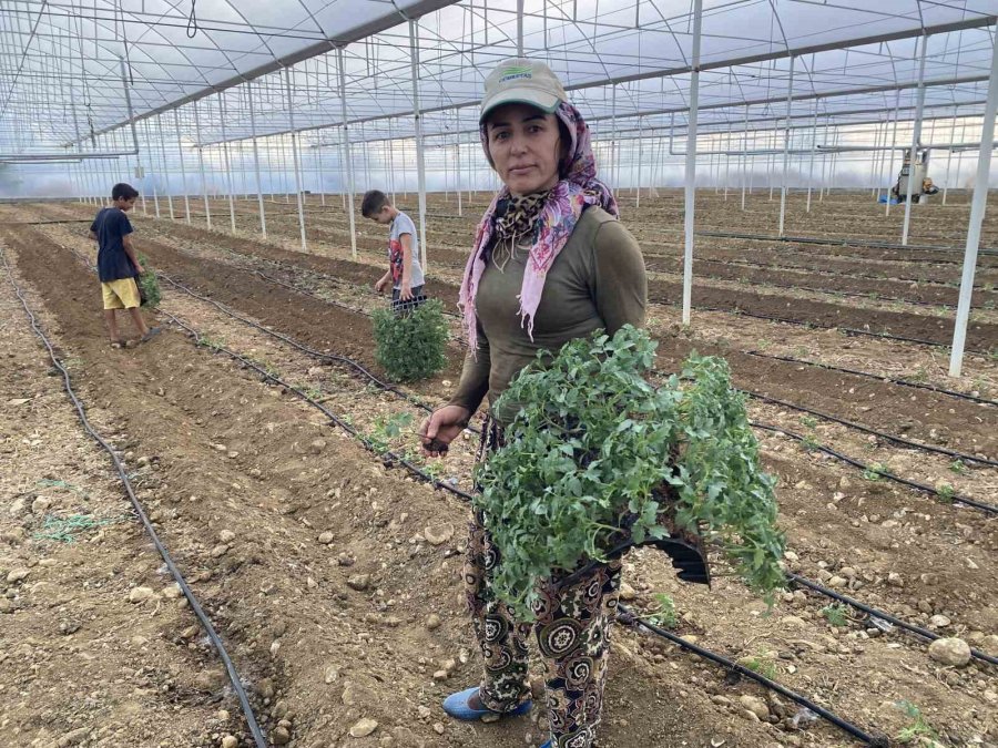Antalya’da Güzlük Fide Dikimleri Başladı