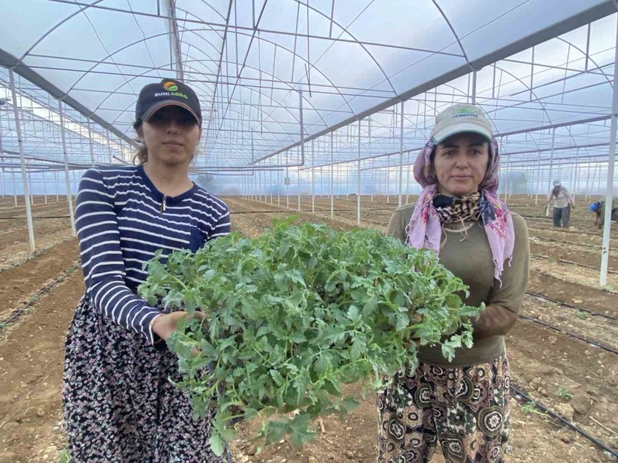 Antalya’da Güzlük Fide Dikimleri Başladı