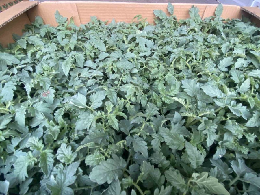 Antalya’da Güzlük Fide Dikimleri Başladı