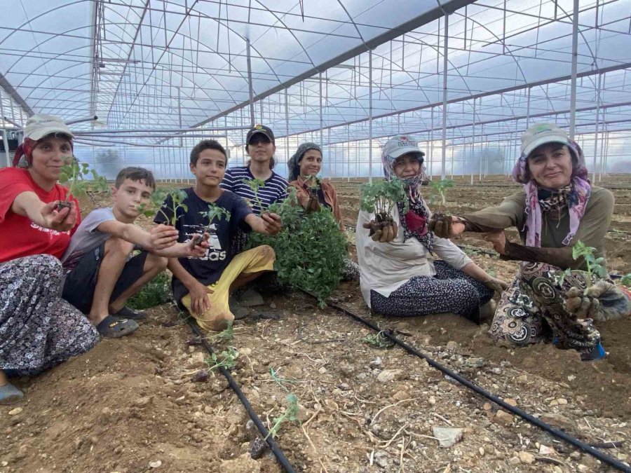 Antalya’da Güzlük Fide Dikimleri Başladı