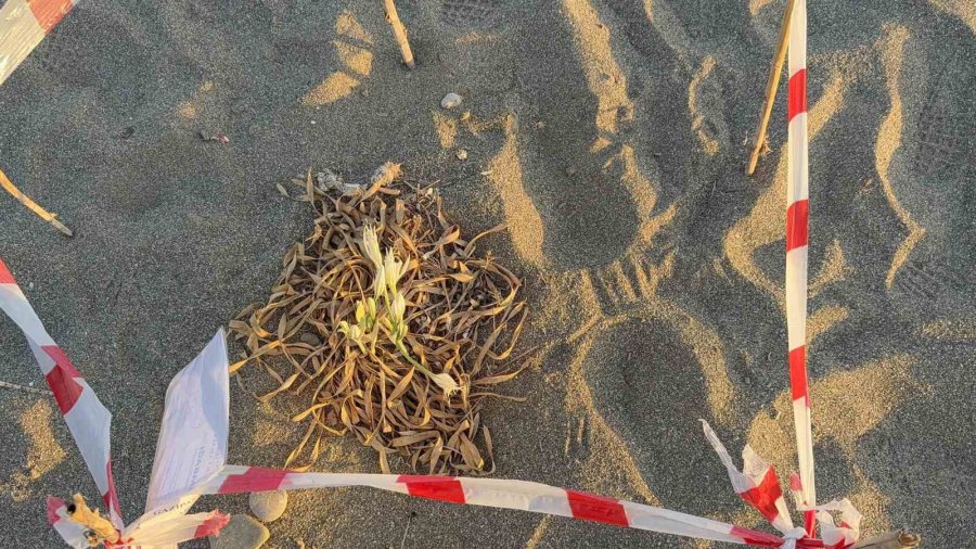 Kum Zambaklarını Koparanın Cezası: 557 Bin Tl