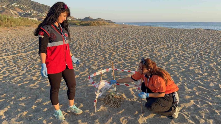 Kum Zambaklarını Koparanın Cezası: 557 Bin Tl