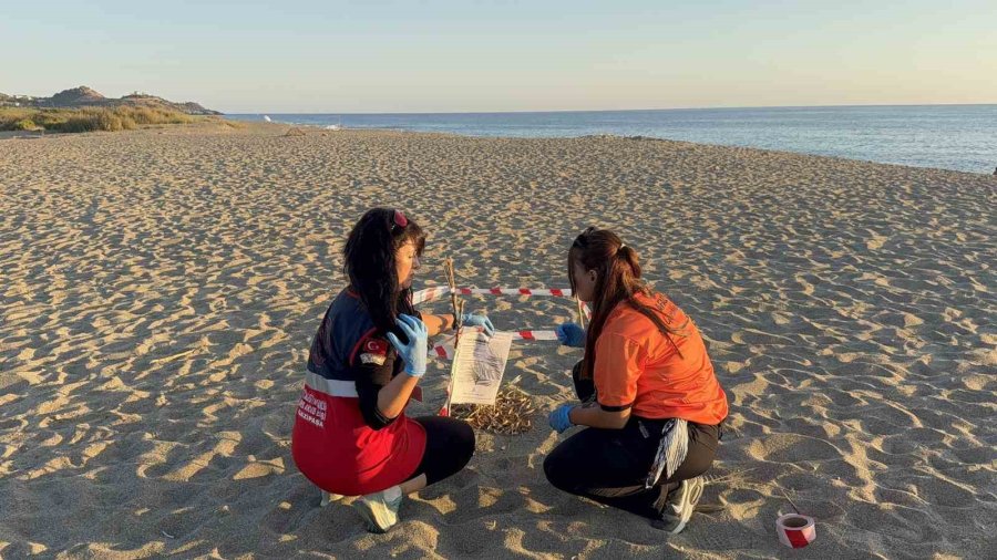 Kum Zambaklarını Koparanın Cezası: 557 Bin Tl