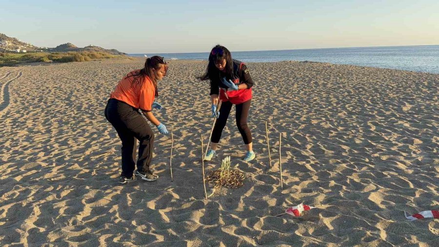 Kum Zambaklarını Koparanın Cezası: 557 Bin Tl