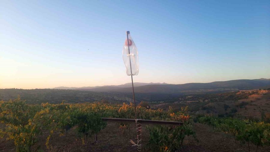 Üzümünü Hasada Kadar Korumak İsteyen Çiftçinin Sıfır Maliyetli Çözümü Kuşları Uzaklaştırıyor